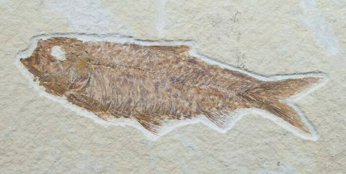 Knightia Fossil Fish - Wyoming #7593
